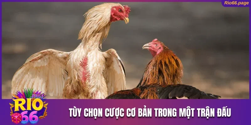 Các tùy chọn cược cơ bản trong một trận đấu