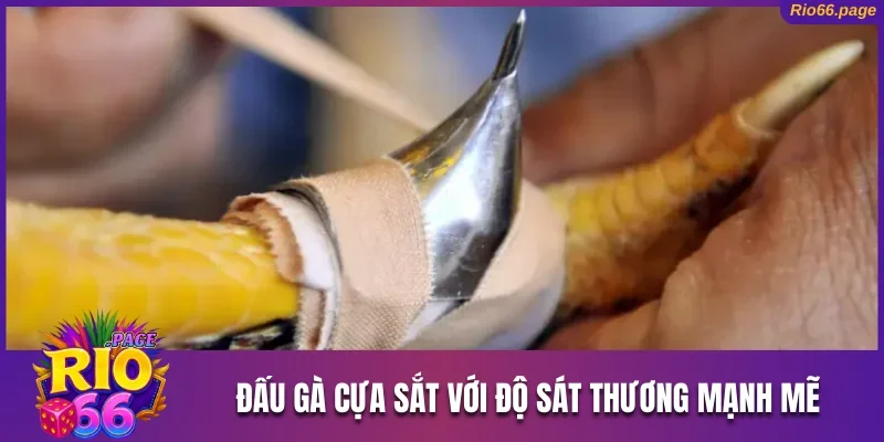 Hình thức đấu cựa sắt với độ sát thương mạnh mẽ