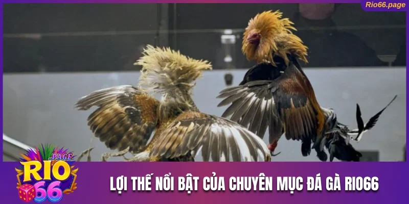 Lợi thế nổi bật của chuyên mục đá gà Rio66